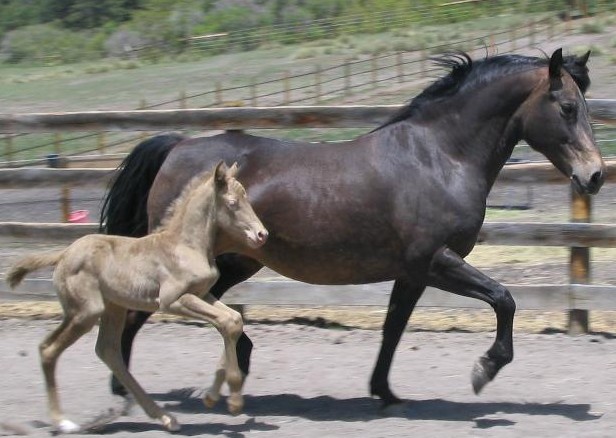 Pantera with her foal Stone Pine Pearl