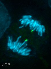 A specific gene is highlighted on anaphase horse chromosomes.