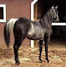 Aswad Shahwan BWA is a rare black Arabian stallion, with extreme rabicano and minimal sabino markings.