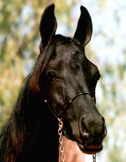 black horse