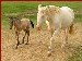 Della and buckskin foal