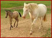 Della and foal