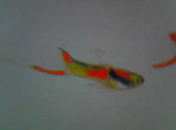 Typical Endler male (dad of fish for sale)
