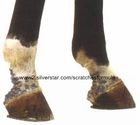 Equine Scratches Treatment Equine Scratches Treatment
