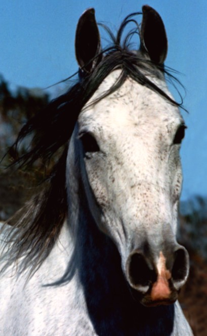 Young gray horse still in the process of graying