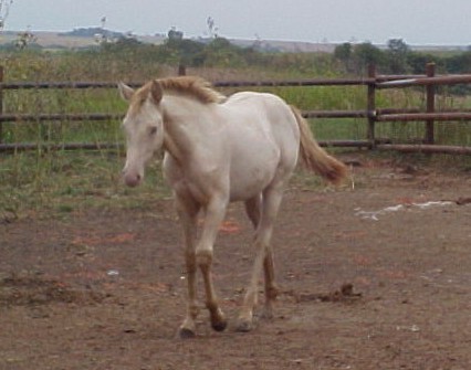 Grulla