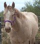 sable cream QH mare Mocha