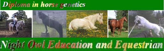 Contact Night Owl Education and Equestrian