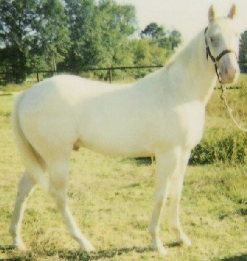 gold cream Peppy Bar Courgarand