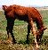 red chestnut foal