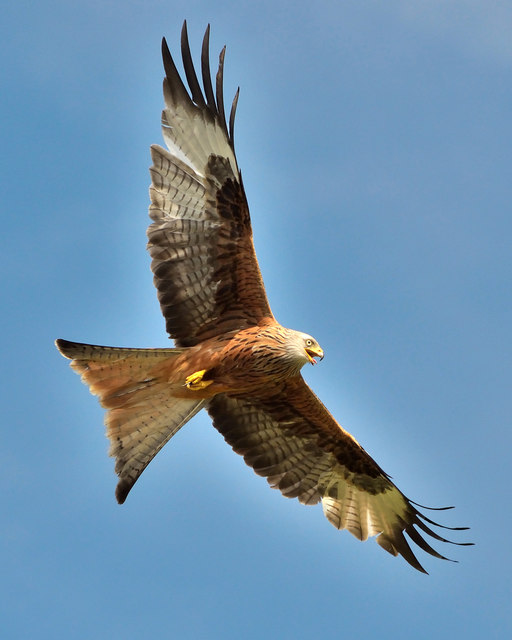 The area is famous for the Red Kites which can be seen over the property daily