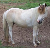 buckskin tovero Lauralees Troubles Skyes The Limit 