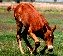 standard chestnut foal