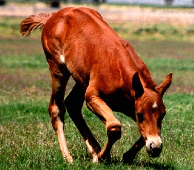 standard chestnut foal