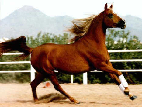 standard chestnut horse