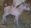 silver buckskin foal