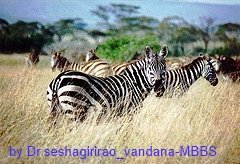 Zebras are a member of the horse family of animals.